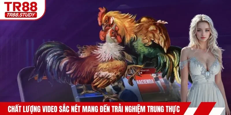 Đá Gà Campuchia - Hội Tụ Các Màn Trình Diễn Mãn Nhãn Nhất - DIAMOND88.SBS