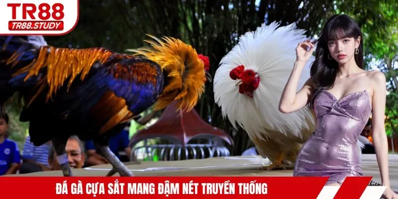 Đá Gà Campuchia - Hội Tụ Các Màn Trình Diễn Mãn Nhãn Nhất - DIAMOND88.SBS