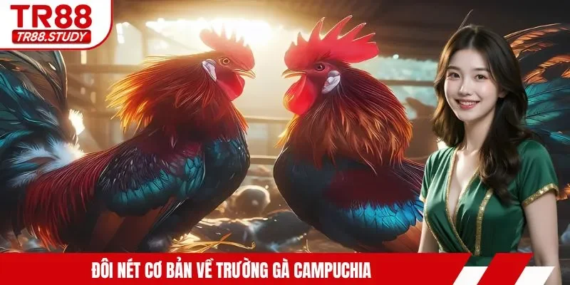 Đá Gà Campuchia - Hội Tụ Các Màn Trình Diễn Mãn Nhãn Nhất - DIAMOND88.SBS