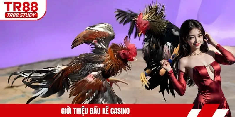 Đá Gà Casino TR88 - Trải Nghiệm Kịch Tính Từng Giây Phút - DIAMOND88.SBS