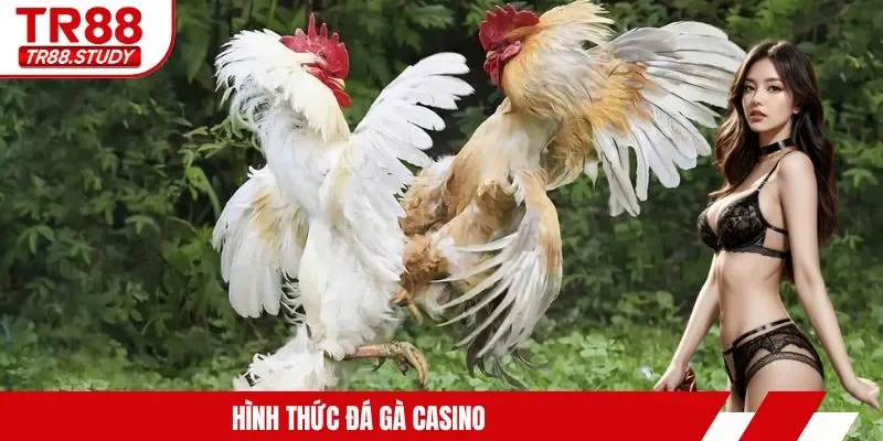Đá Gà Casino TR88 - Trải Nghiệm Kịch Tính Từng Giây Phút - DIAMOND88.SBS