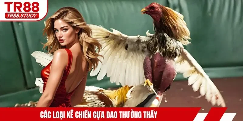 Đá Gà Cựa Dao TR88 - Tìm Hiểu Hình Thức Kê Chiến Siêu Hot - DIAMOND88.SBS