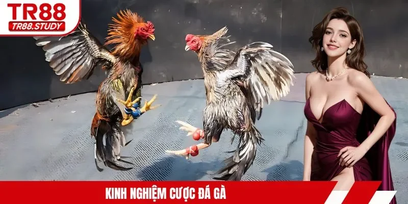 Đá Gà Cựa Dao TR88 - Tìm Hiểu Hình Thức Kê Chiến Siêu Hot - DIAMOND88.SBS
