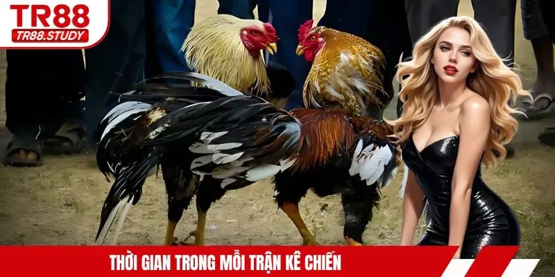 Đá Gà Cựa Dao TR88 - Tìm Hiểu Hình Thức Kê Chiến Siêu Hot - DIAMOND88.SBS