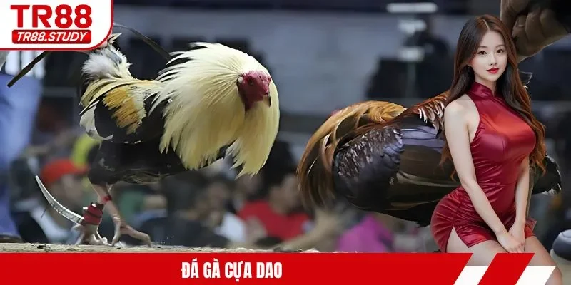 Đá Gà TR88 – Tìm Ra Chiến Kê Và Các Trận Chiến Kịch Tính - DIAMOND88.SBS
